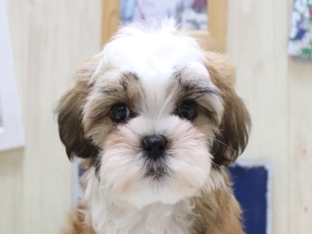 愛知県のハーフ犬 (ペッツワン名古屋守山店/2024年3月3日生まれ/女の子/ゴールドホワイト)の子犬
