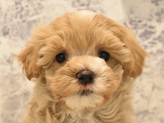 2024年1月28日生まれのハーフ犬の1枚目の写真