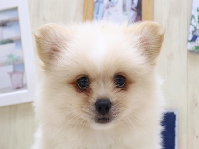 愛知県のハーフ犬 (ペッツワン名古屋守山店/2024年3月11日生まれ/男の子/クリームホワイト)の子犬
