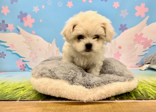 千葉県のハーフ犬 (ペッツワン富津店/2024年2月24日生まれ/女の子/ホワイトクリーム)の子犬