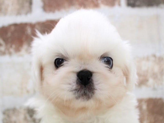 愛知県のペキニーズ (ペッツワン小牧店/2023年12月28日生まれ/男の子/ホワイト)の子犬