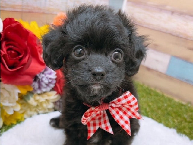 沖縄県のハーフ犬 (ペッツワンFCサンプラザ糸満店/2024年2月3日生まれ/男の子/ブラックホワイト)の子犬