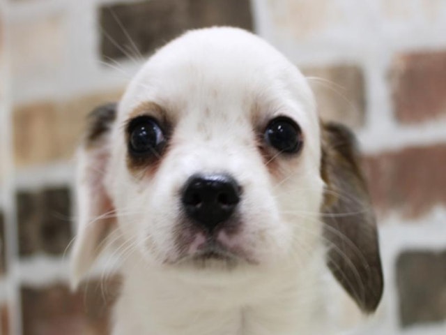 2024年1月10日生まれのハーフ犬の1枚目の写真
