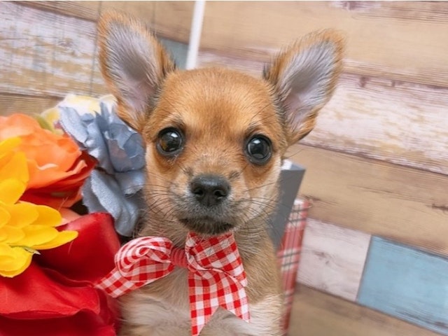 沖縄県のハーフ犬 (ペッツワンFCサンプラザ糸満店/2024年3月2日生まれ/女の子/レッドホワイト)の子犬
