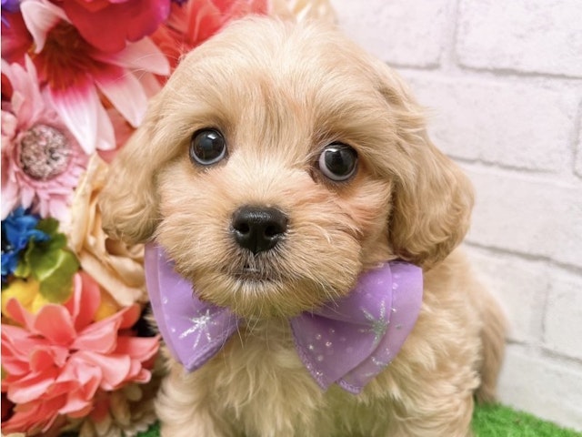 沖縄県のハーフ犬 (ペッツワンFCあがり浜店/2024年3月8日生まれ/男の子/クリーム)の子犬