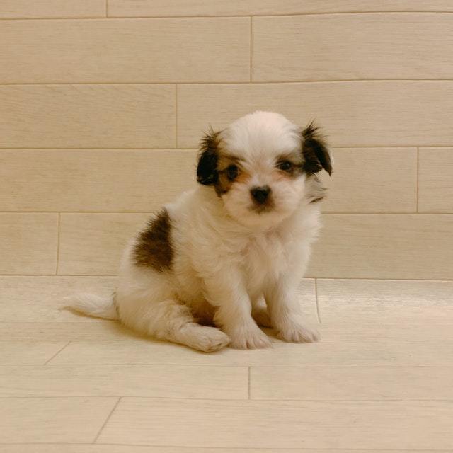 茨城県のハーフ犬 (ペッツワン龍ヶ崎店/2024年3月5日生まれ/男の子/ホワイト)の子犬