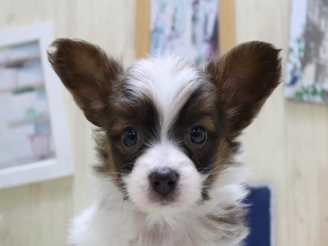 滋賀県のパピヨン (ペッツワン甲賀店/2023年12月26日生まれ/男の子/ホワイトレッド)の子犬