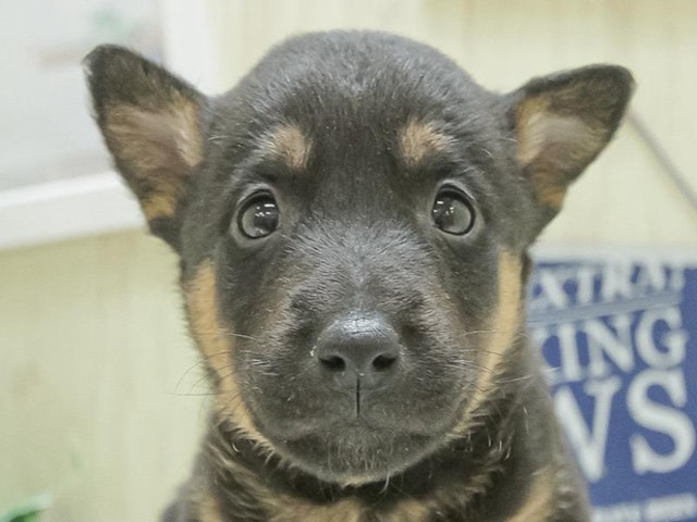 滋賀県のハーフ犬 (ペッツワン甲賀店/2024年2月2日生まれ/女の子/ブラックタン)の子犬
