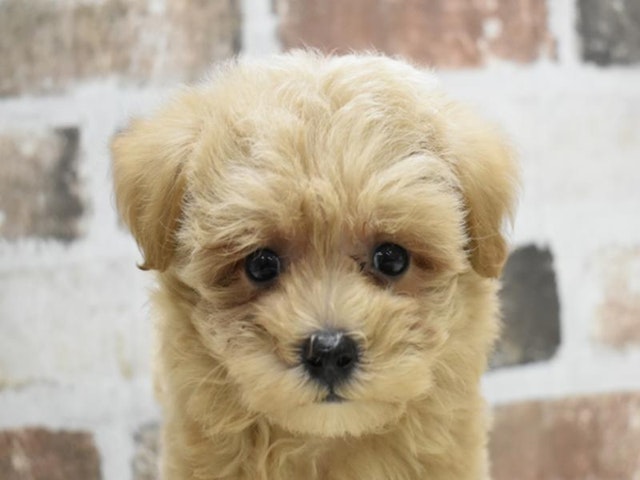 滋賀県のハーフ犬 (ペッツワン甲賀店/2024年3月9日生まれ/男の子/アプリコット)の子犬