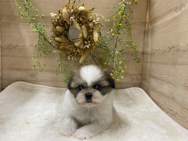 三重県のハーフ犬 (ペッツワンみえ川越インター店/2024年3月16日生まれ/女の子/ホワイト)の子犬