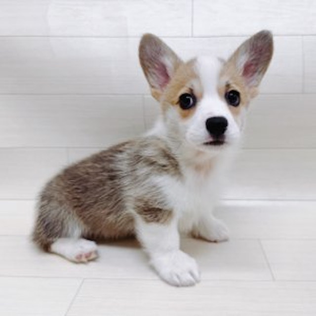 千葉県のウェルシュコーギーペンブローク (ペッツワン館山店/2024年3月4日生まれ/女の子/レッドホワイト)の子犬