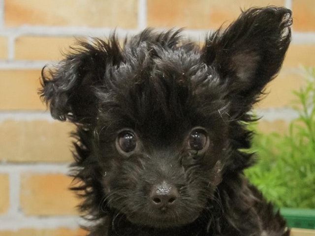 千葉県のハーフ犬 (ペッツワン稲沢ハーモニーランド店/2024年3月16日生まれ/男の子/ブラック)の子犬