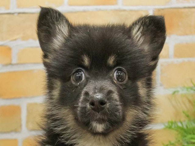 千葉県のハーフ犬 (ペッツワン稲沢ハーモニーランド店/2024年3月16日生まれ/女の子/ブラックタン)の子犬