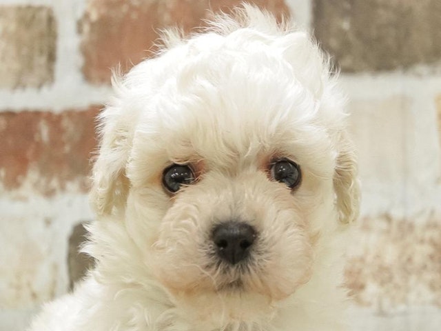 千葉県のハーフ犬 (ペッツワン稲沢ハーモニーランド店/2024年3月17日生まれ/男の子/ホワイト)の子犬