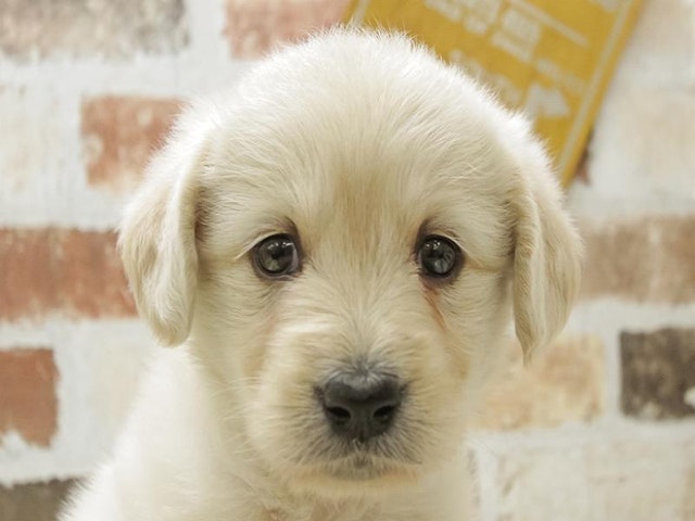 千葉県のハーフ犬 (ペッツワン稲沢ハーモニーランド店/2024年3月15日生まれ/女の子/クリーム)の子犬