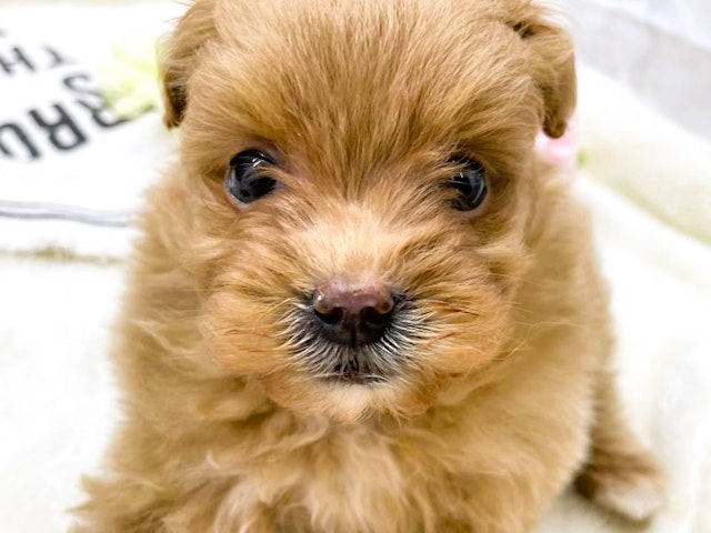 静岡県のハーフ犬 (ペッツワン富士宮小泉店/2024年3月15日生まれ/男の子/レッドホワイト)の子犬