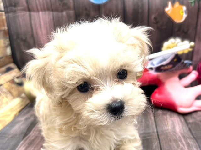 京都府のハーフ犬 (ペッツワン木津川店/2024年3月14日生まれ/女の子/アプリコット)の子犬