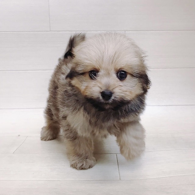 千葉県のハーフ犬 (ペッツワン東金店/2024年3月16日生まれ/女の子/オレンジセーブル)の子犬