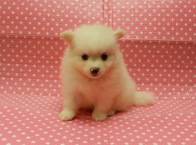 静岡県のハーフ犬 (ペッツワン御殿場店/2024年3月15日生まれ/女の子/クリーム)の子犬