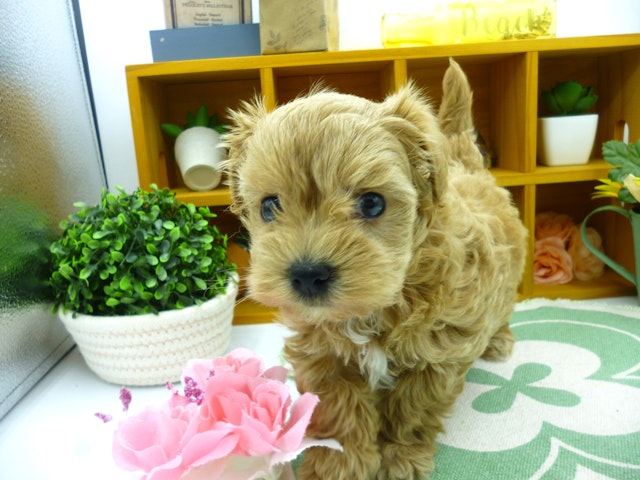 静岡県のハーフ犬 (ペッツワン清水店/2024年3月7日生まれ/男の子/アプリコット)の子犬