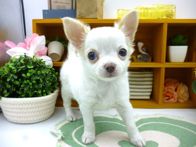 静岡県のチワワ(ロング) (ペッツワン清水店/2024年3月14日生まれ/女の子/クリーム)の子犬