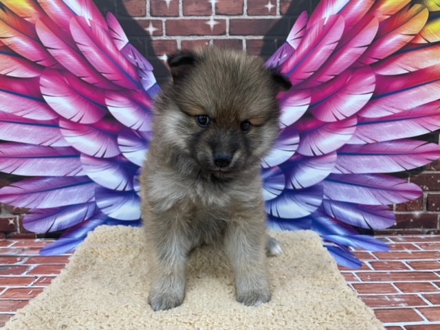 茨城県のハーフ犬 (ペッツワン日立店/2024年3月19日生まれ/女の子/オレンジ)の子犬