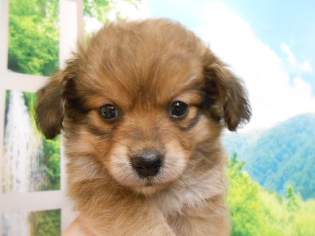 愛知県のハーフ犬 (ペッツワン半田店/2024年3月17日生まれ/女の子/クリームセーブル)の子犬
