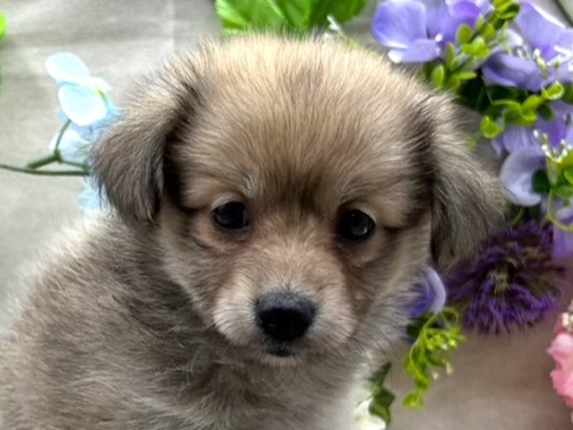 埼玉県のハーフ犬 (ペッツワン北本店/2024年2月28日生まれ/女の子/フォーン)の子犬