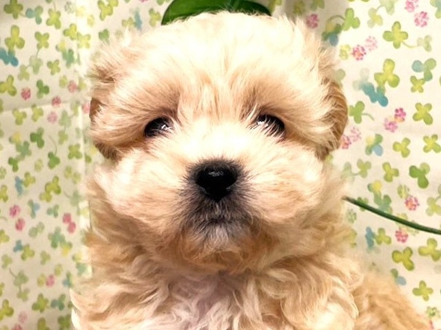 埼玉県のハーフ犬 (ペッツワン羽生店/2024年2月21日生まれ/女の子/クリーム)の子犬