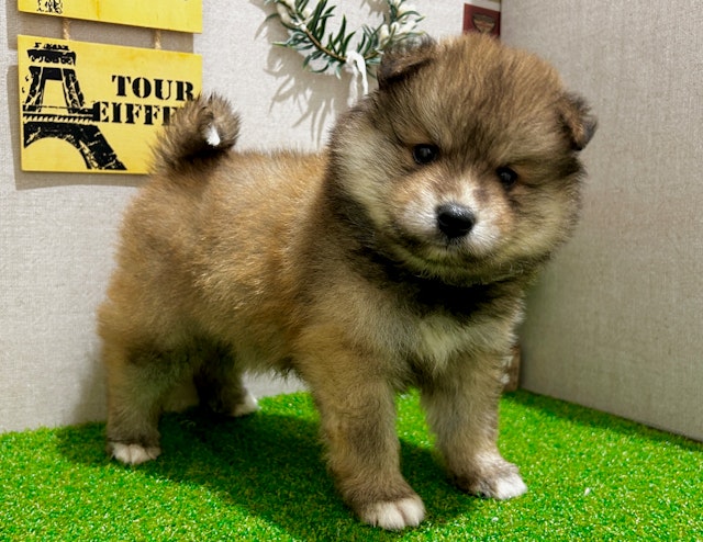 茨城県のハーフ犬 (ペッツワン水戸店/2024年3月19日生まれ/男の子/オレンジ)の子犬