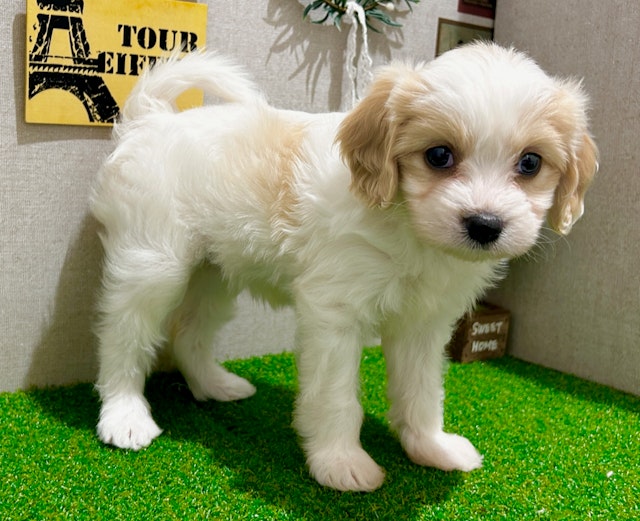 茨城県のハーフ犬 (ペッツワン水戸店/2024年3月15日生まれ/女の子/ブレンハイム)の子犬