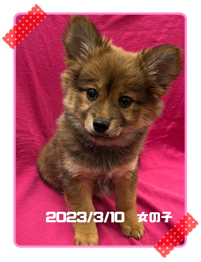 神奈川県のハーフ犬 (ペッツワンりんかんモール店/2024年3月10日生まれ/女の子/レッド)の子犬