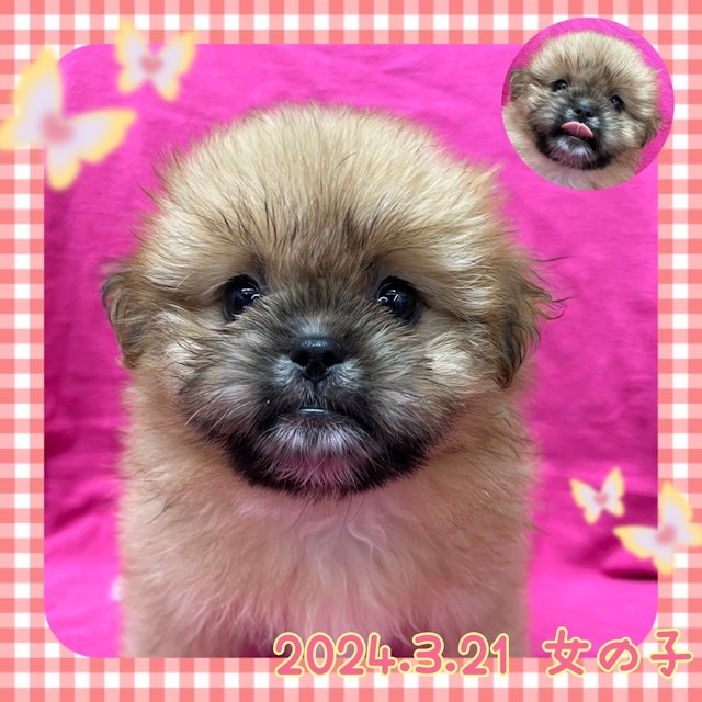 神奈川県のハーフ犬 (ペッツワンりんかんモール店/2024年3月21日生まれ/女の子/レッド)の子犬