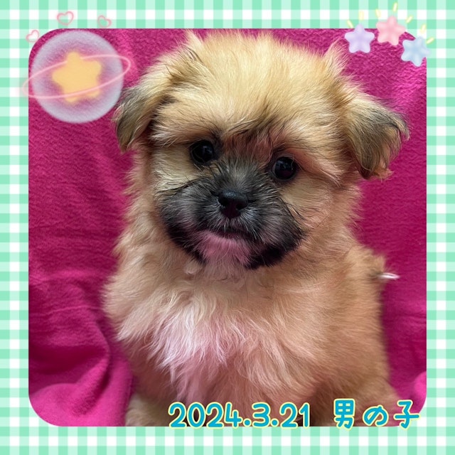 神奈川県のハーフ犬 (ペッツワンりんかんモール店/2024年3月21日生まれ/男の子/レッド)の子犬