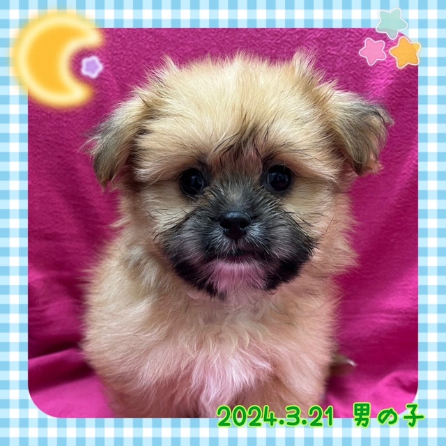 神奈川県のハーフ犬 (ペッツワンりんかんモール店/2024年3月21日生まれ/男の子/レッド)の子犬