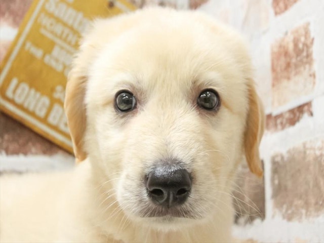 愛知県のハーフ犬 (ペッツワン小牧店/2024年3月24日生まれ/男の子/クリーム)の子犬