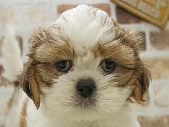 愛知県のシーズー (ペッツワン小牧店/2024年3月23日生まれ/女の子/ゴールデンホワイト)の子犬