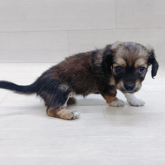 茨城県のハーフ犬 (ペッツワン龍ヶ崎店/2024年3月14日生まれ/女の子/ブラック)の子犬