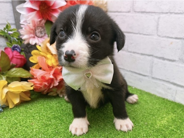 大阪府のハーフ犬 (ペッツワン太子店/2024年1月28日生まれ/男の子/ブラックホワイト)の子犬