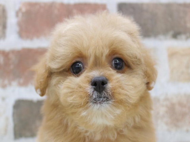 滋賀県のハーフ犬 (ペッツワン甲賀店/2024年2月14日生まれ/女の子/レッド)の子犬