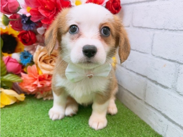 大阪府のハーフ犬 (ペッツワン太子店/2024年2月23日生まれ/女の子/セーブルホワイト)の子犬