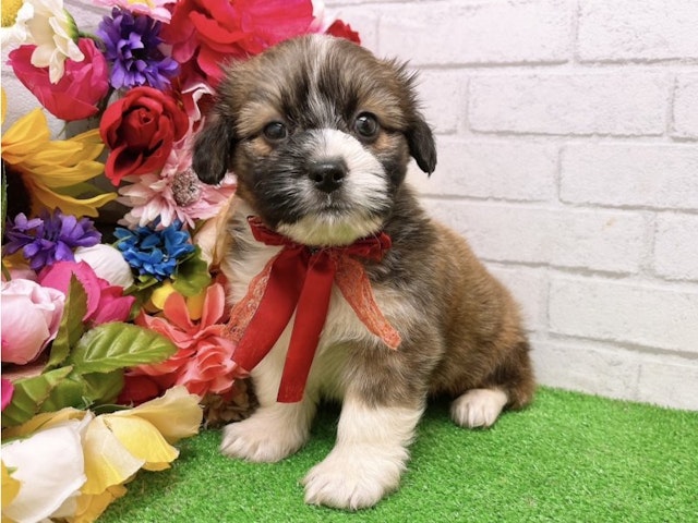 大阪府のハーフ犬 (ペッツワン太子店/2024年3月9日生まれ/男の子/レッドホワイト)の子犬