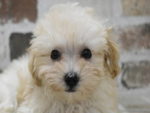 千葉県のハーフ犬 (ペッツワン稲沢ハーモニーランド店/2024年3月17日生まれ/女の子/クリーム)の子犬