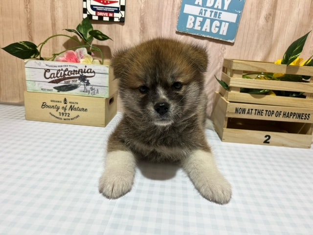 2024年3月22日生まれの秋田犬の1枚目の写真
