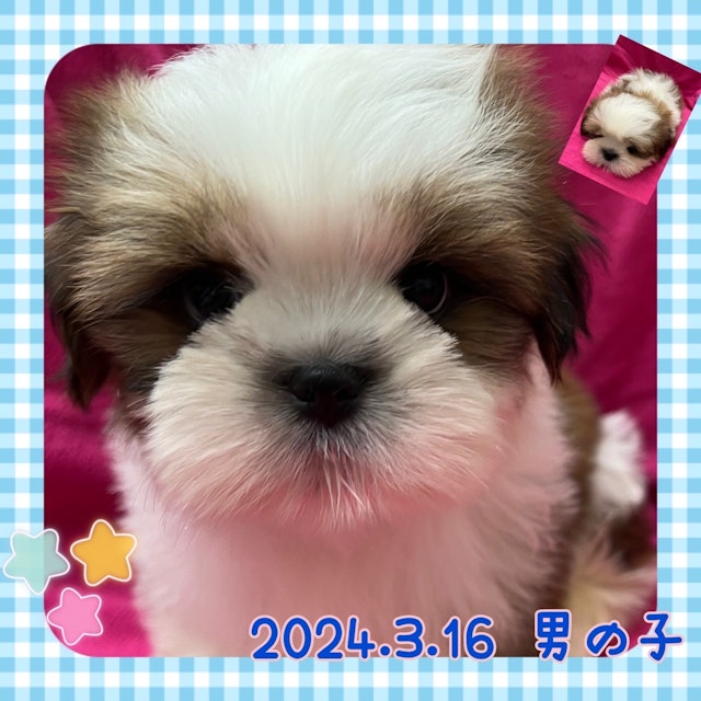 神奈川県のシーズー (ペッツワンりんかんモール店/2024年3月16日生まれ/男の子/ホワイトゴールド)の子犬