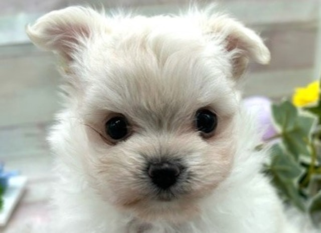 静岡県のハーフ犬 (ペッツワン掛川店/2024年3月24日生まれ/女の子/クリーム)の子犬