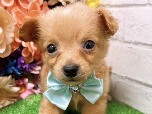 沖縄県のハーフ犬 (ペッツワンFCあがり浜店/2024年3月9日生まれ/男の子/レッド)の子犬