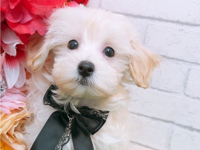 沖縄県のハーフ犬 (ペッツワンFCあがり浜店/2024年3月14日生まれ/男の子/アプリコット)の子犬