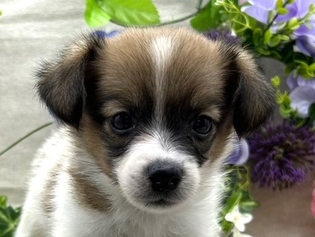 埼玉県のハーフ犬 (ペッツワン北本店/2024年3月22日生まれ/女の子/ホワイトブラウン)の子犬