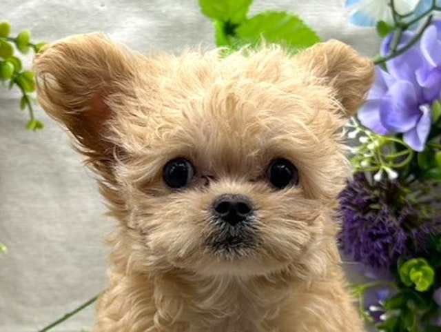 埼玉県のハーフ犬 (ペッツワン北本店/2024年3月2日生まれ/女の子/アプリコット)の子犬